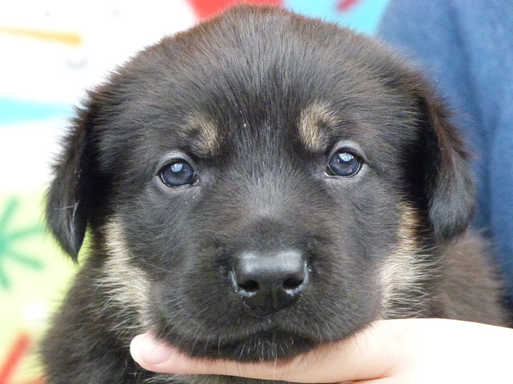 chinook puppy